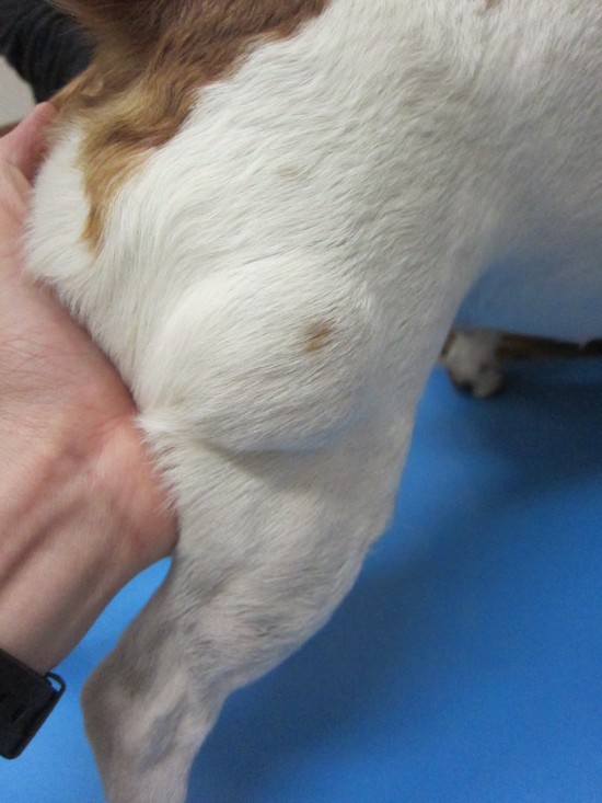 犬 の 脂肪 腫