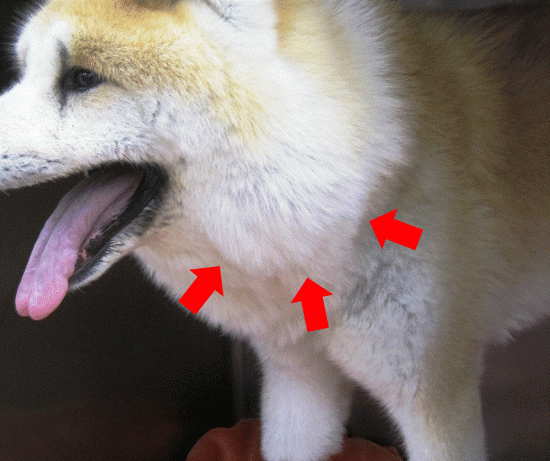 症例紹介 犬の甲状腺疾患 甲状腺機能低下症と甲状腺癌 長野県飯田市のトロッコ動物病院
